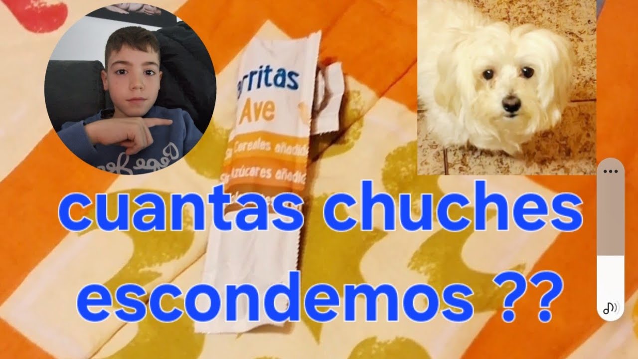Escondemos chuches de perro para que las encuentre la perra