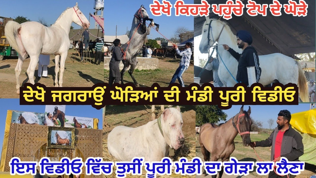 ਦੇਖੋ ਘੋੜਿਆਂ ਦੀ ਮੰਡੀ ਜਗਰਾਉਂ 2022 ! Jagraon Horse Mandi 2022 ! Jagraon Horse Market 2022