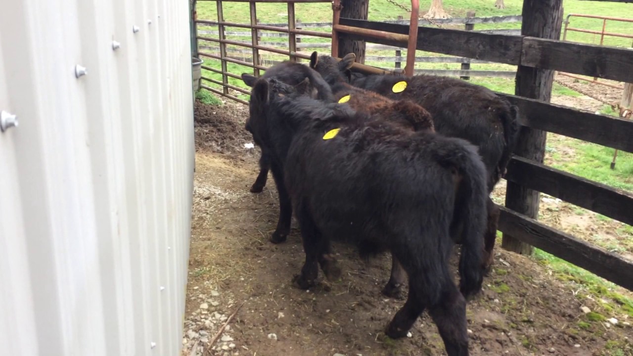 Doing the Kentucky -Ohio feeder cattle shuffle.