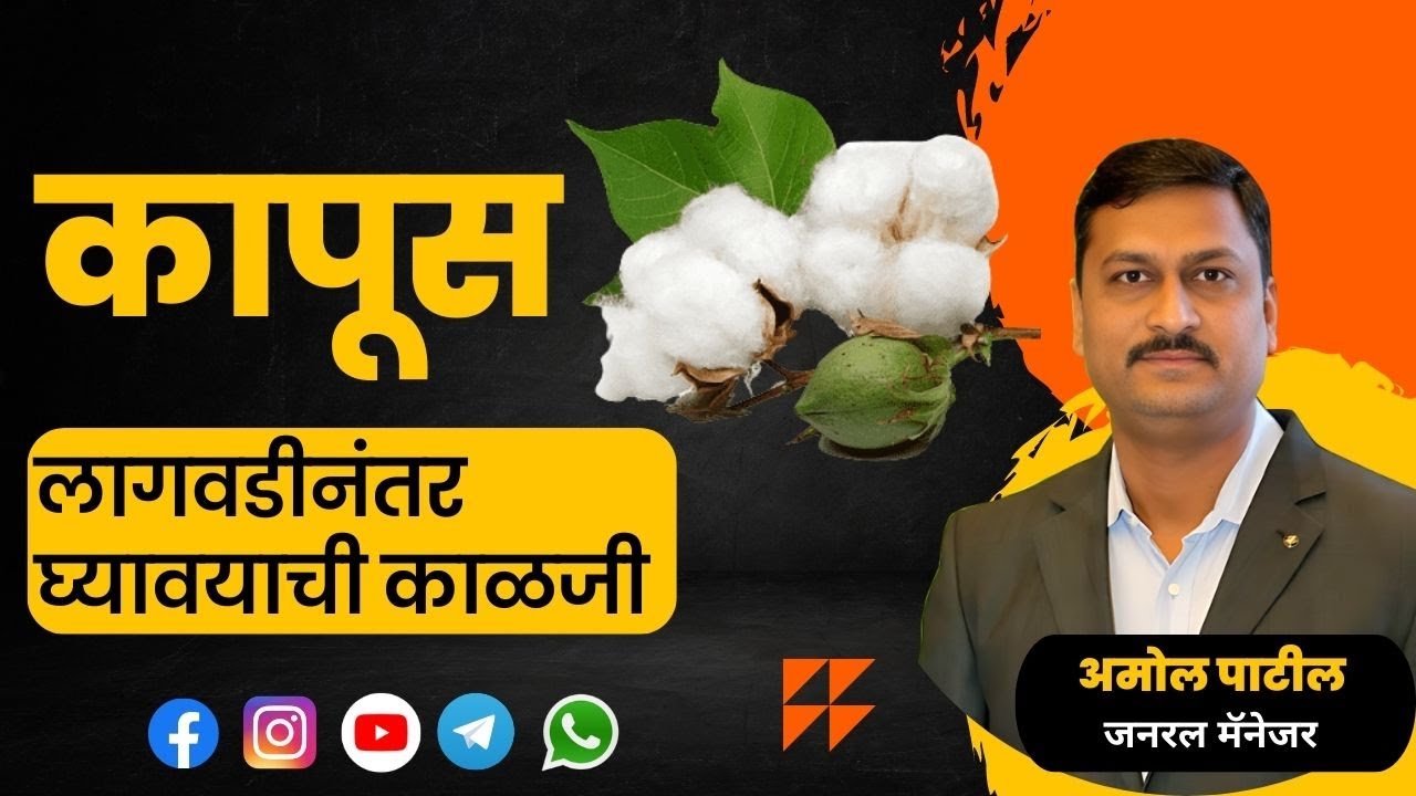 कापूस लागवडीनंतर घ्यावयाची काळजी #patilbiotech