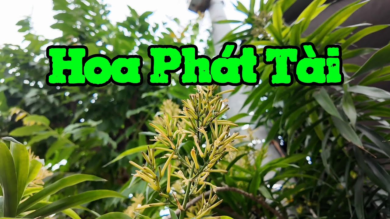 Cây phát tài trước cửa nhà mình nở hoa.
