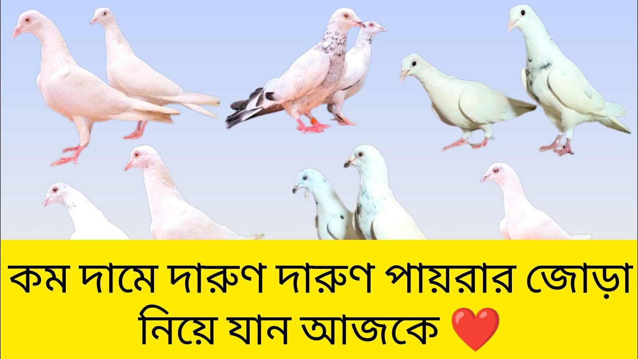 কম দামে দারুণ দারুণ কালেকশান থাকছে আজকে ♥️।। ঠিকানা শ্রীরামপুর
