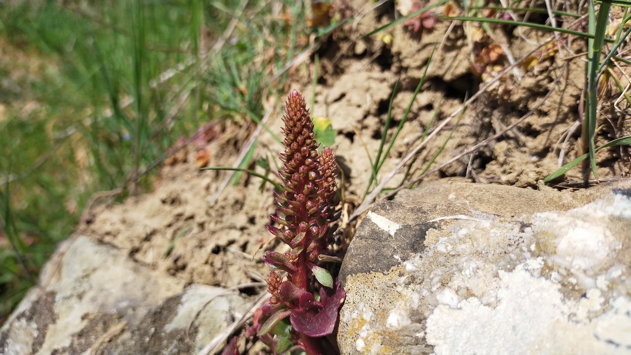 Umbilicus Horizontalis - Horizontal navelwort - Ombelico di Venere - 1 Minute With A Flower  4K HD