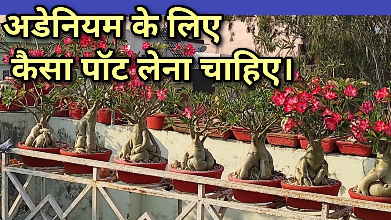 how we choos adenium pot size