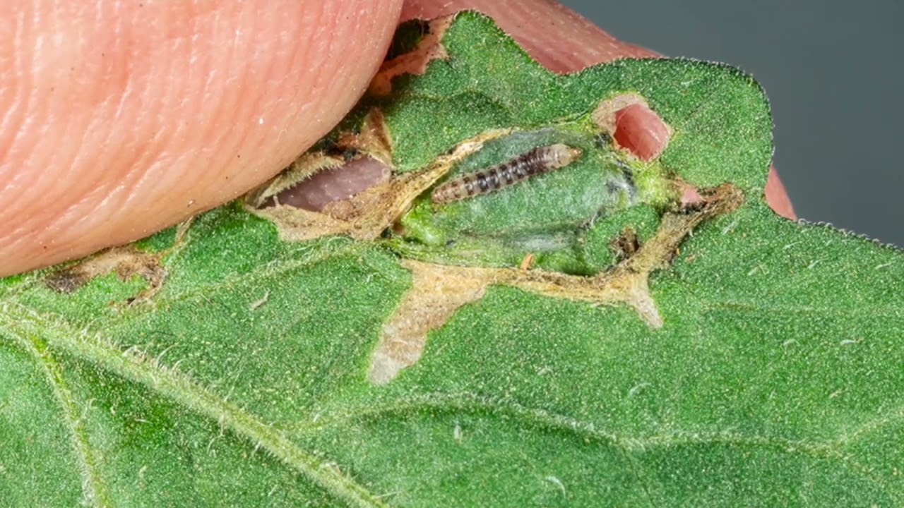 Tomato Pinworm In High Tunnel Tomato Production