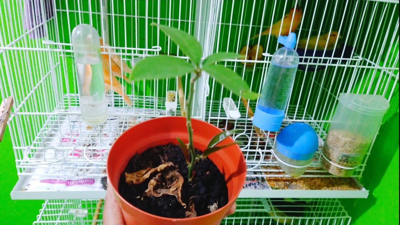 Manejo simples e natural que já me deu mais de 80 filhotes