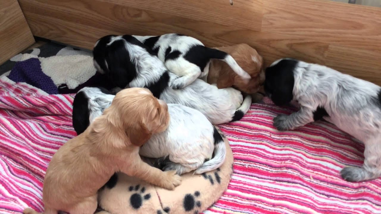3 week old cocker spaniel puppies making a lot of noise!!