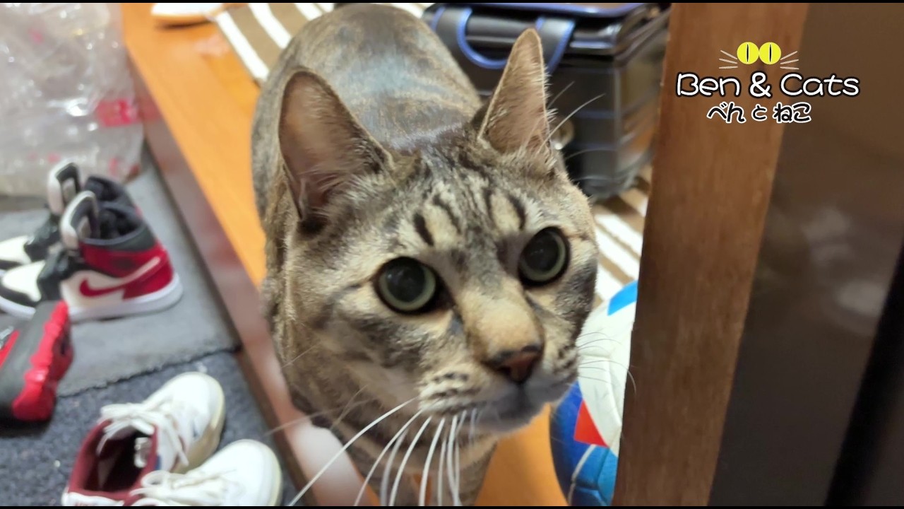 デブ猫が毎日僕の帰宅(チュール)を待っている