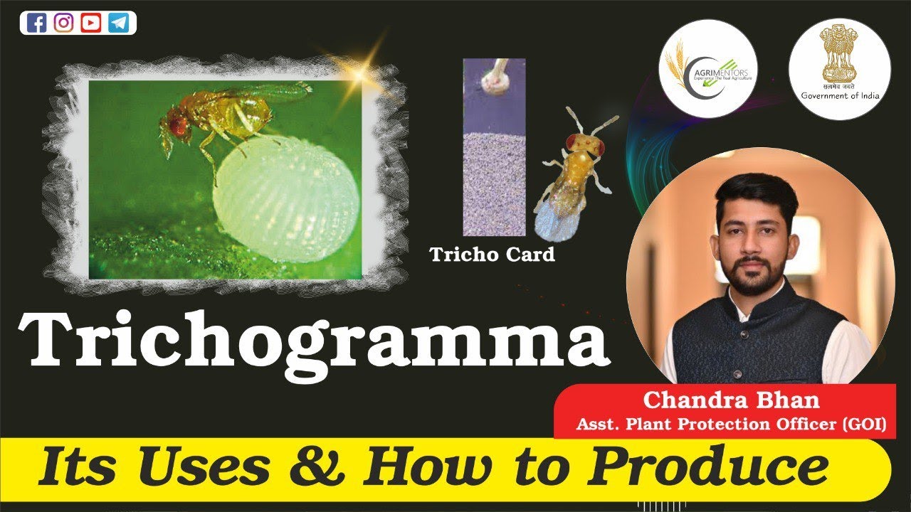Trichogramma | Mass Production of Corcyra cephalonica | Tricho card | Detailed Description