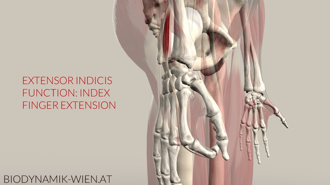 Extensor Indicis Function: Index Finger Extension (3D Animation)