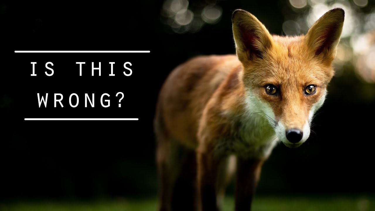 Wildlife Photography in the city - Foxes