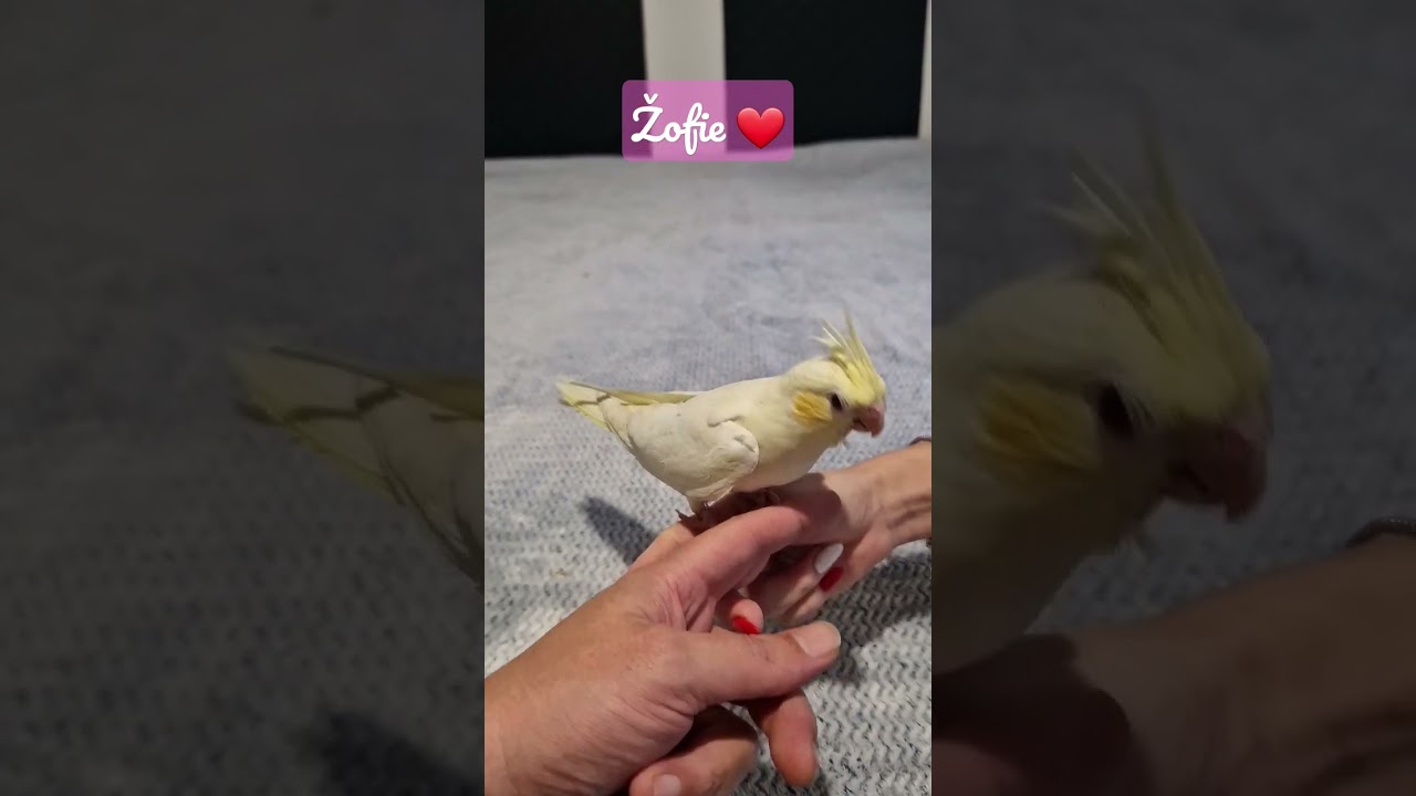 Žofie #parrot #birds #cockatiel