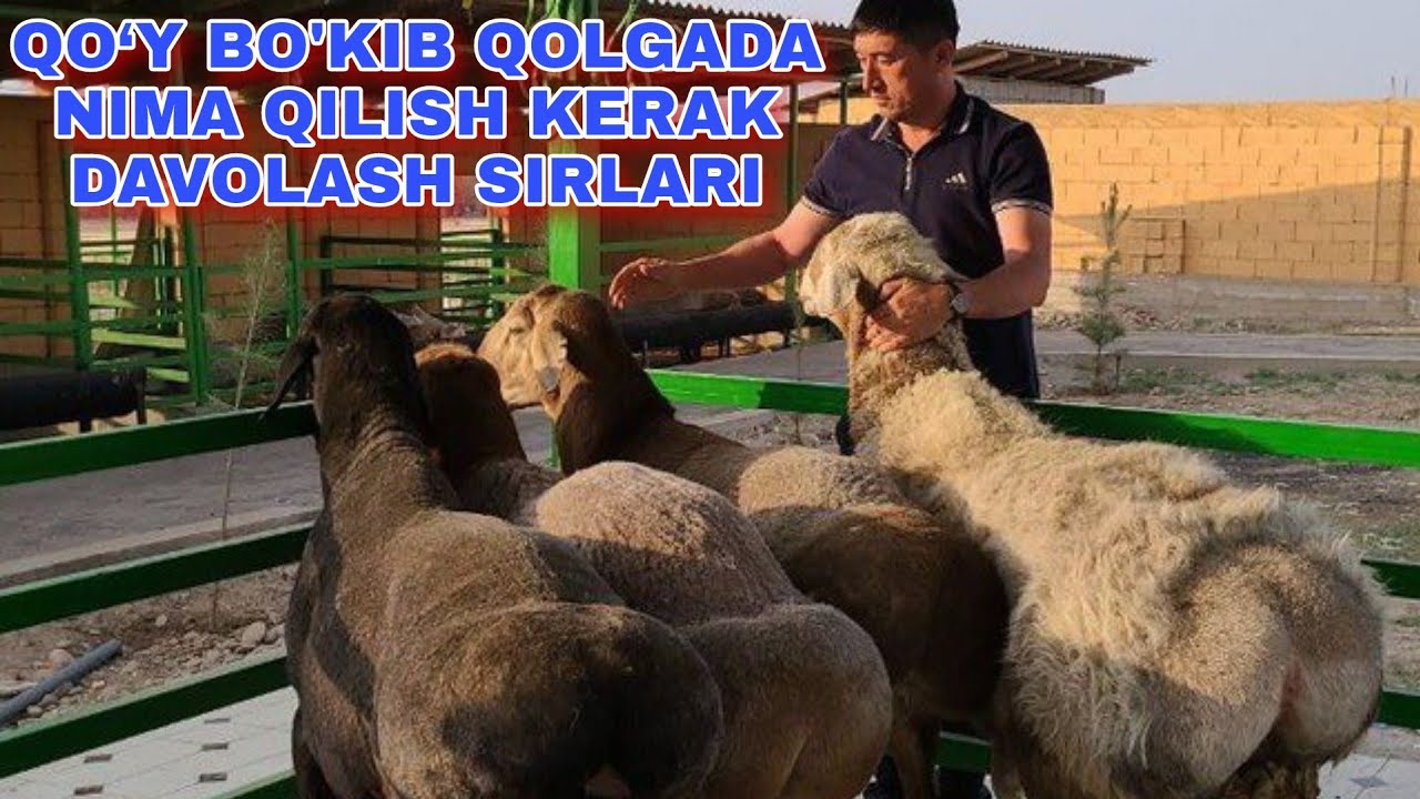 QO‘Y BO'KIB QOLGADA NIMA QILISH KERAK ZOHIDJON AKA DAVOLASH SIRLARI