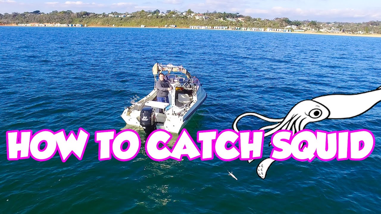 Beginners Guide  Squid Fishing Tips Catching Find Tutorial Jig  How TO