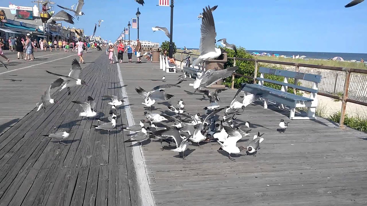 Seagulls fighting over a slice of pizza on the boardwalk in Ocean City,NJ