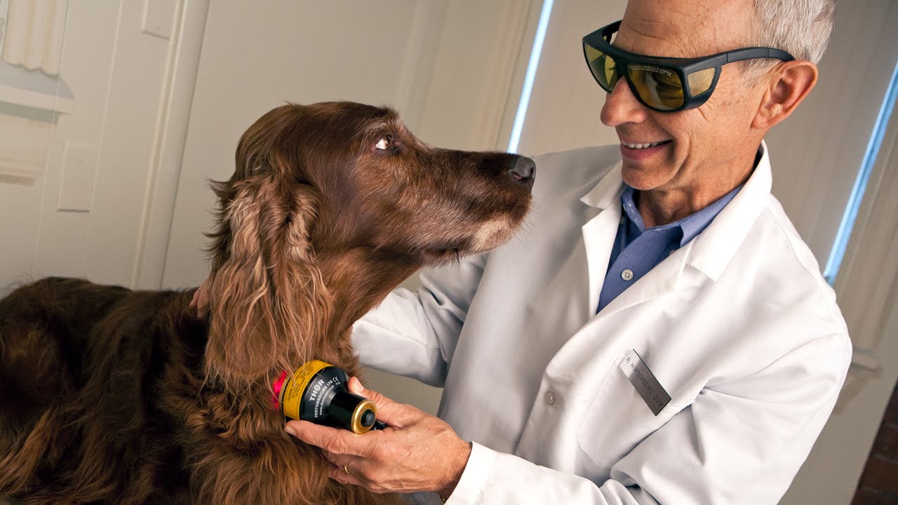 Ron Hirschberg DVM veterinarian, interview about LLLT low level laser therapy