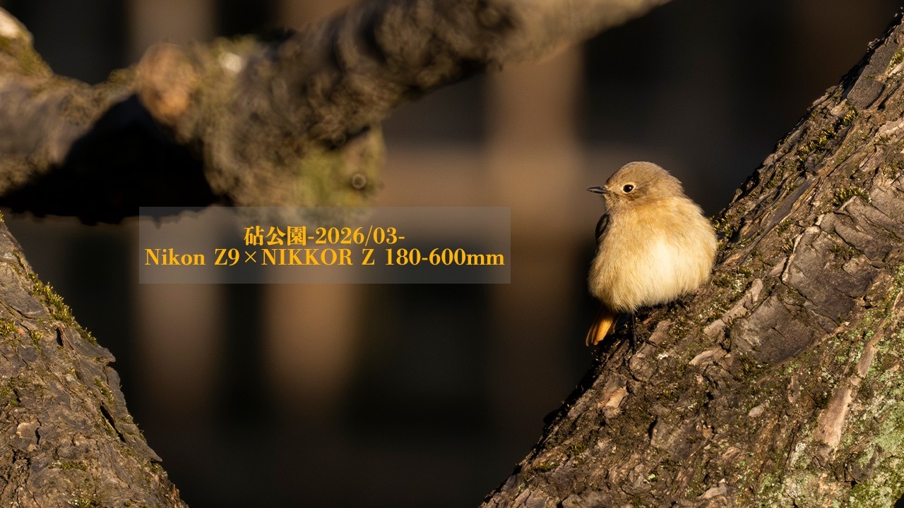 東京野鳥景 - 3月の砧公園 - Early Spring Tokyo Parks 2026 with Nikon Z9 / NIKKOR Z 180-600mm f/5.6-6.3 VR