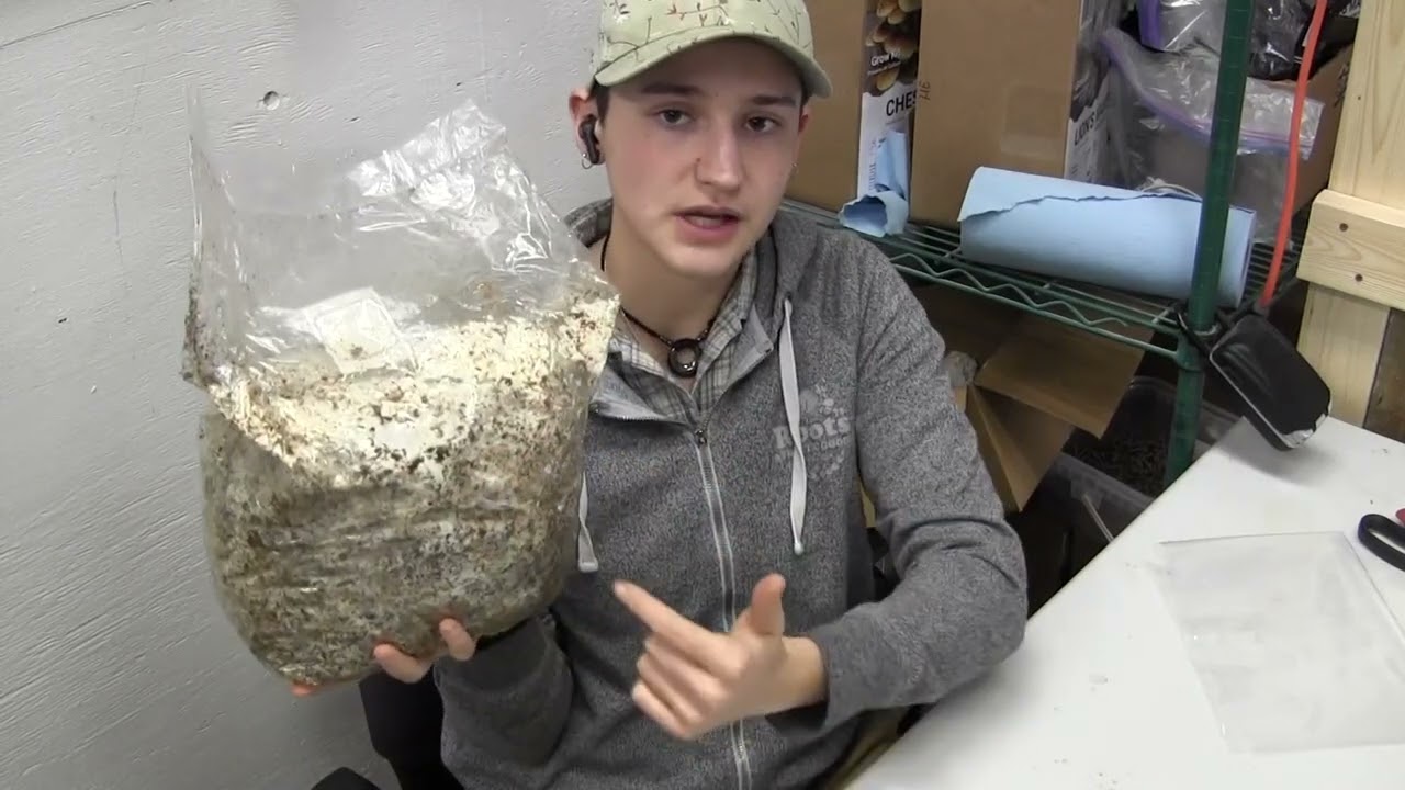Blue Oyster Grow kit