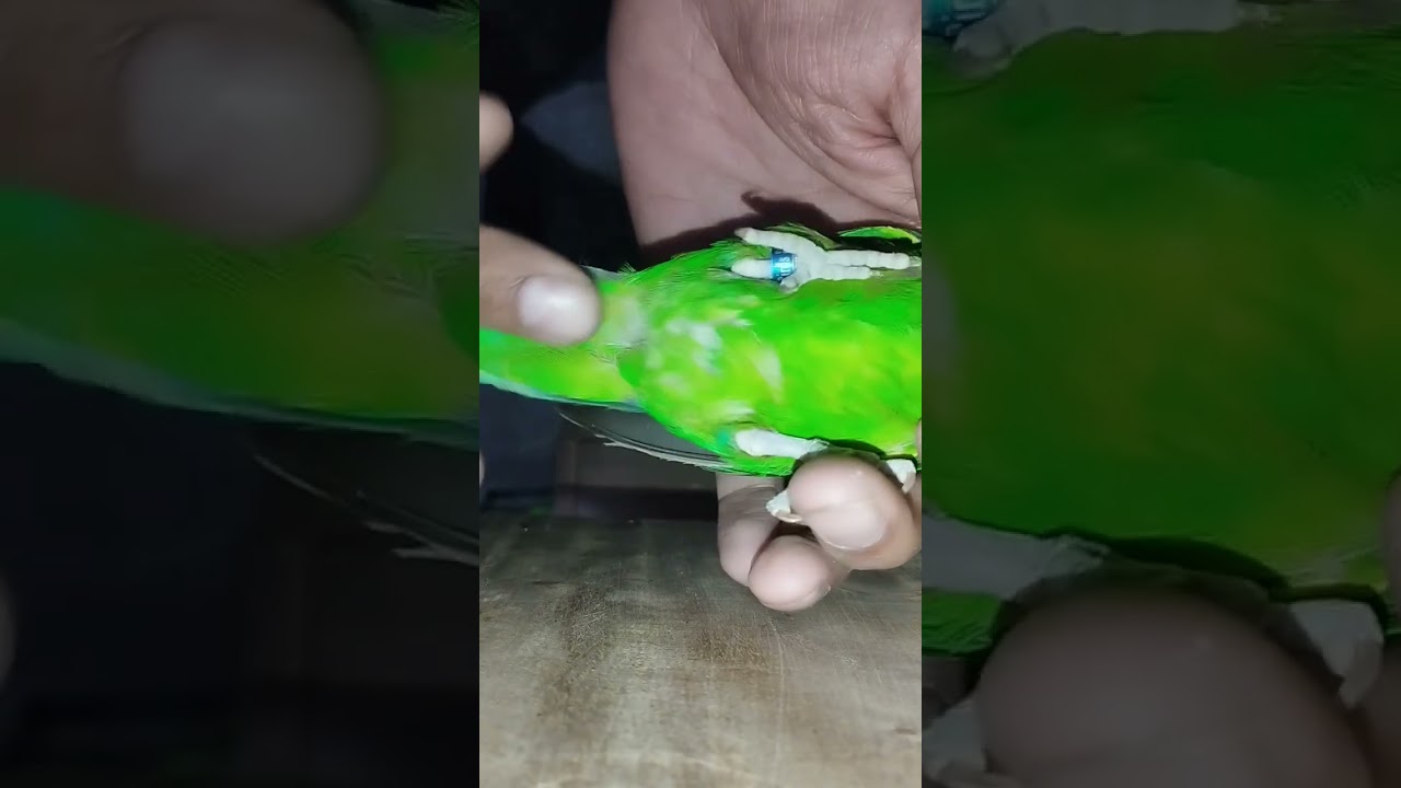 Resolving Egg Binding in Birds Causes Symptoms, and Solutions