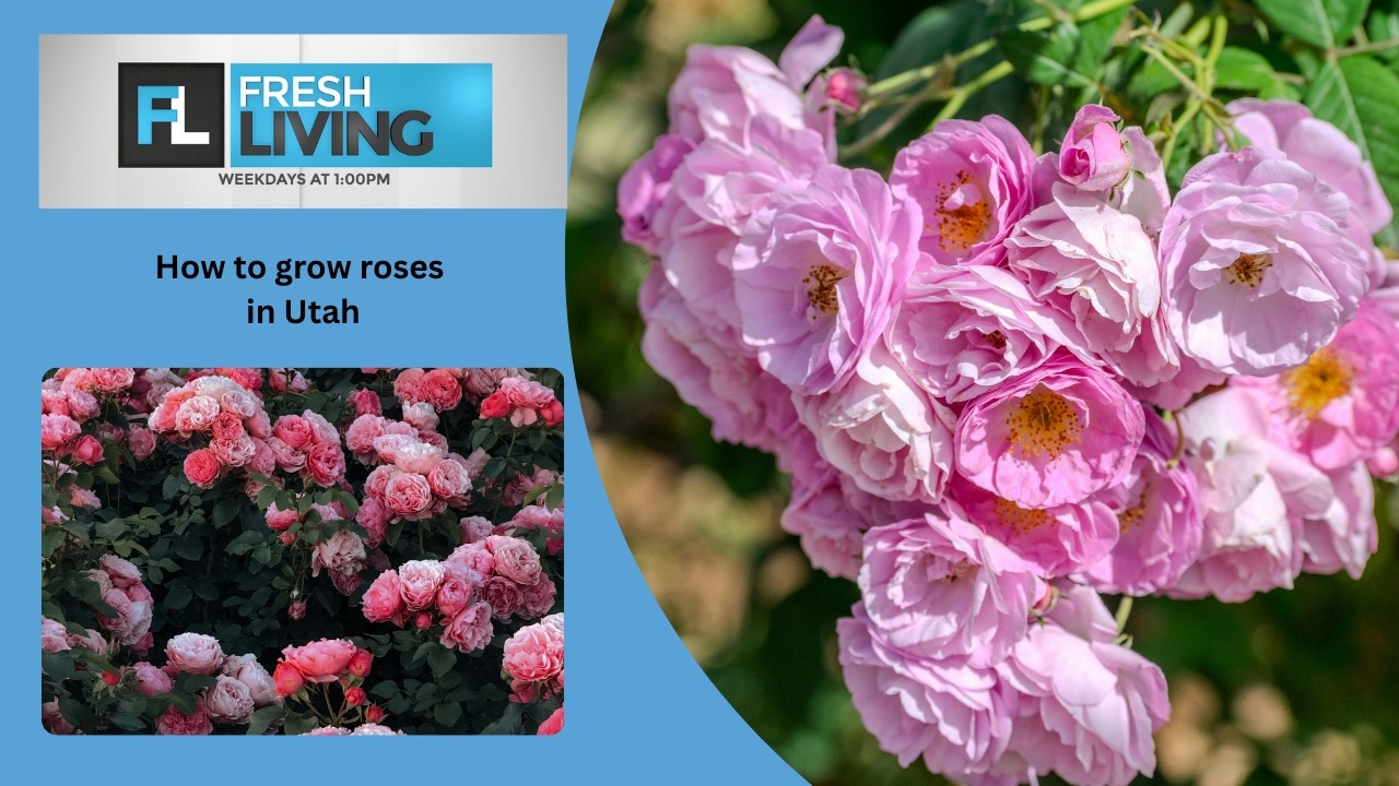 How to Grow Beautiful Roses in Northern Utah