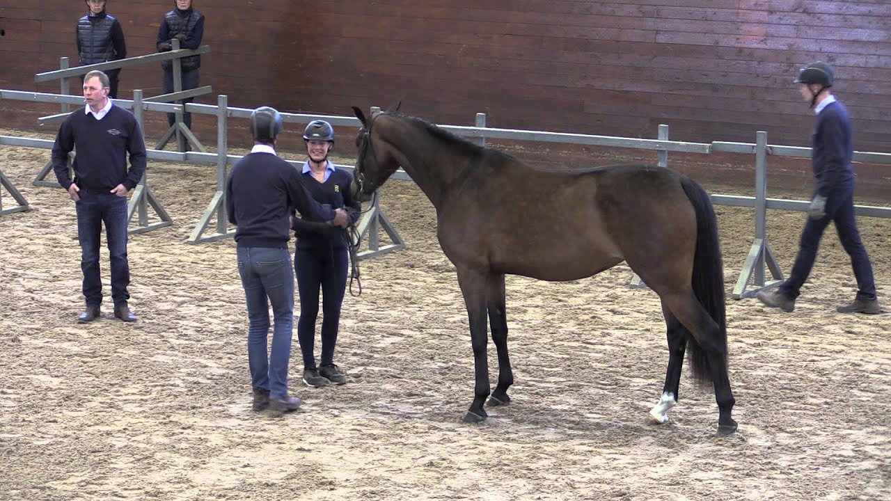 Krafft-samling, hoppclinic med Jens Fredricson på Strömsholm 2015