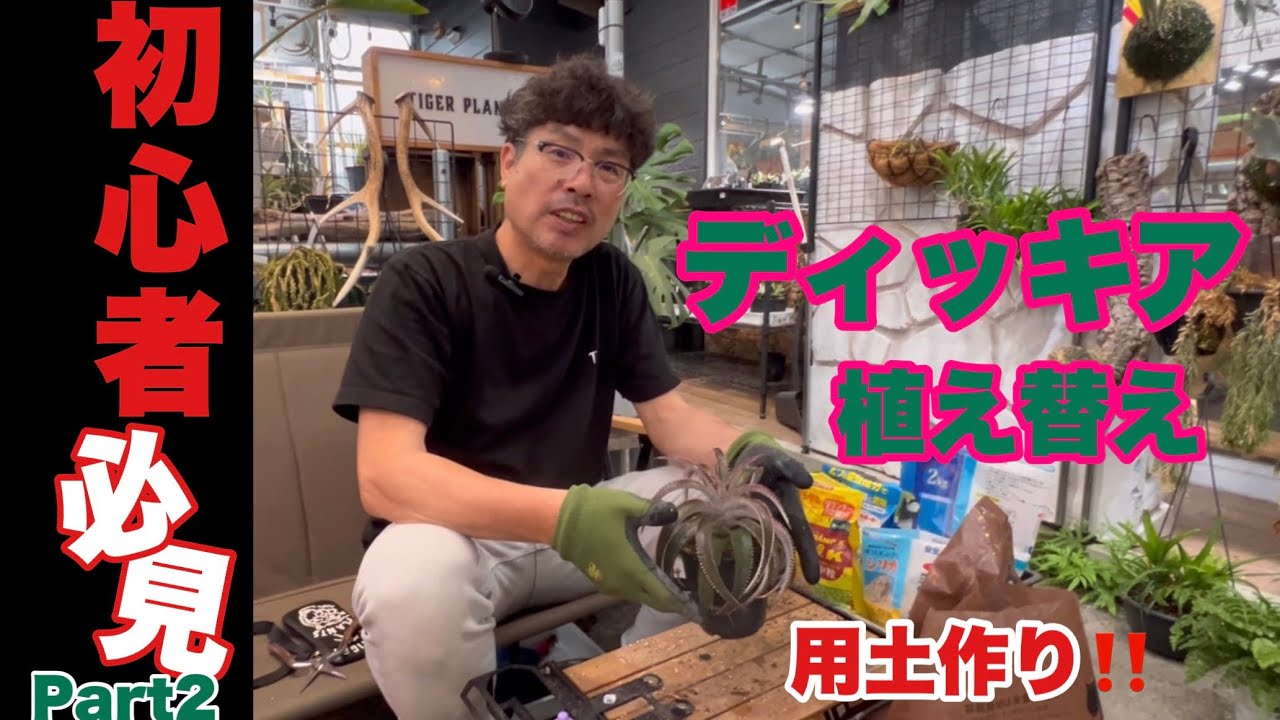 ディッキア‼️用土作り＆植え替え🔰初心者必見！配合も大公開