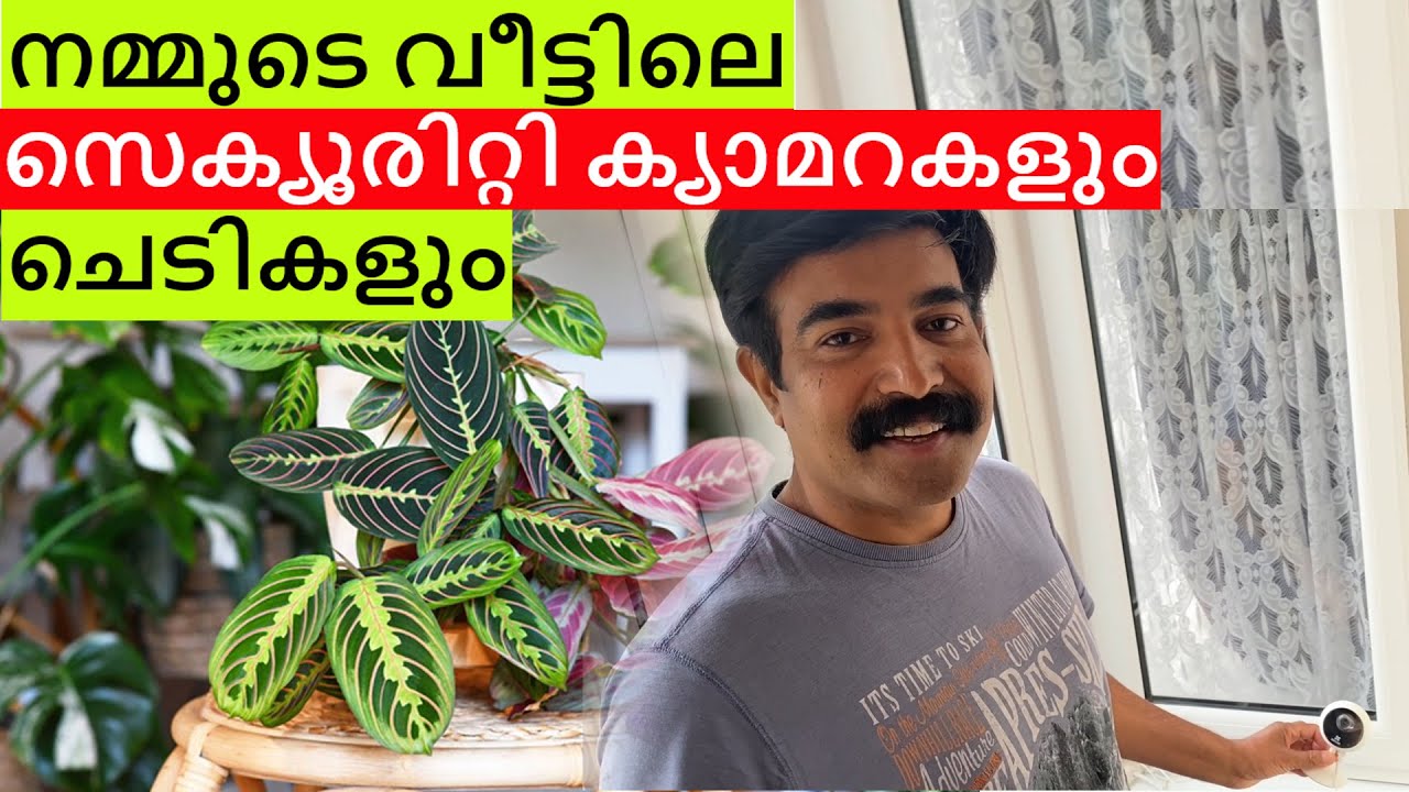 Security cameras | How to maintain  indoor plants | UK
