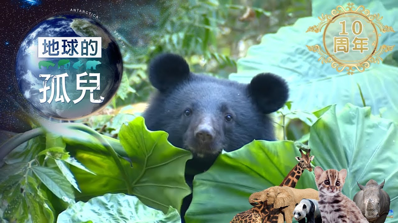 地球的孤兒~熊的國度，台灣黑熊生存保衛戰 Orphans of the Earth / Saving Formosan Black Bears【全集】｜白心儀