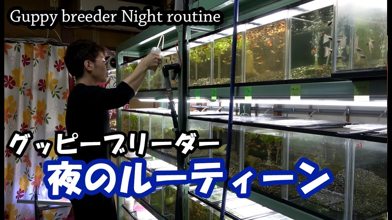 グッピーブリーダー夜のルーティーン（夏鮫編）Guppy breeder Night routine【大分グッピーFC】