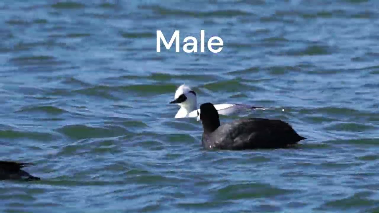 안산 화랑유원지 흰비오리   Smew