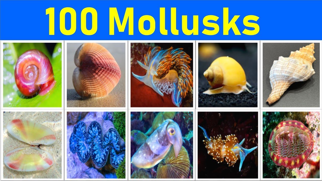 Mollusks & Invertebrates Names | 100 Amazing Mollusks In English | Names of Mollusks