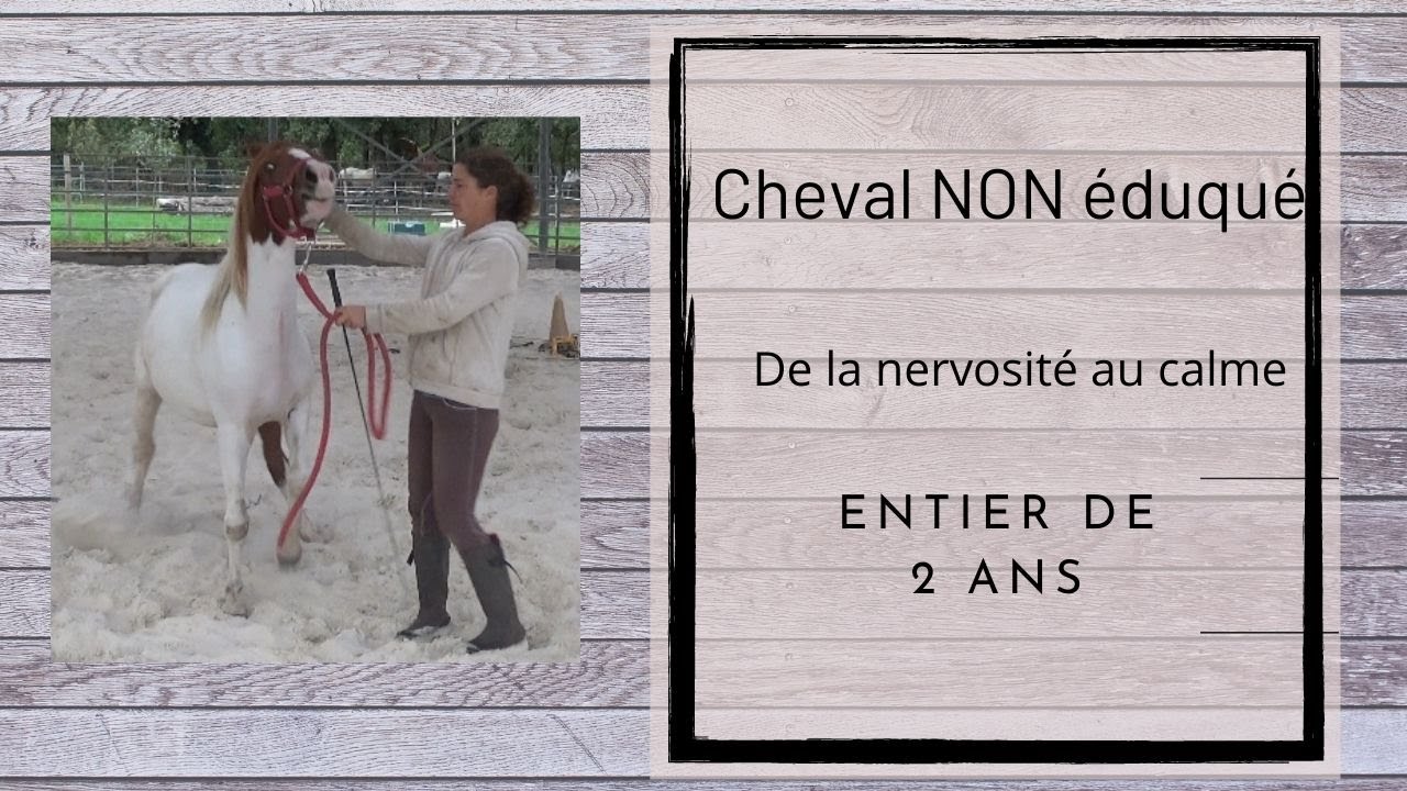 Cheval NON éduqué: de la nervosité au calme. entier de 2 ans