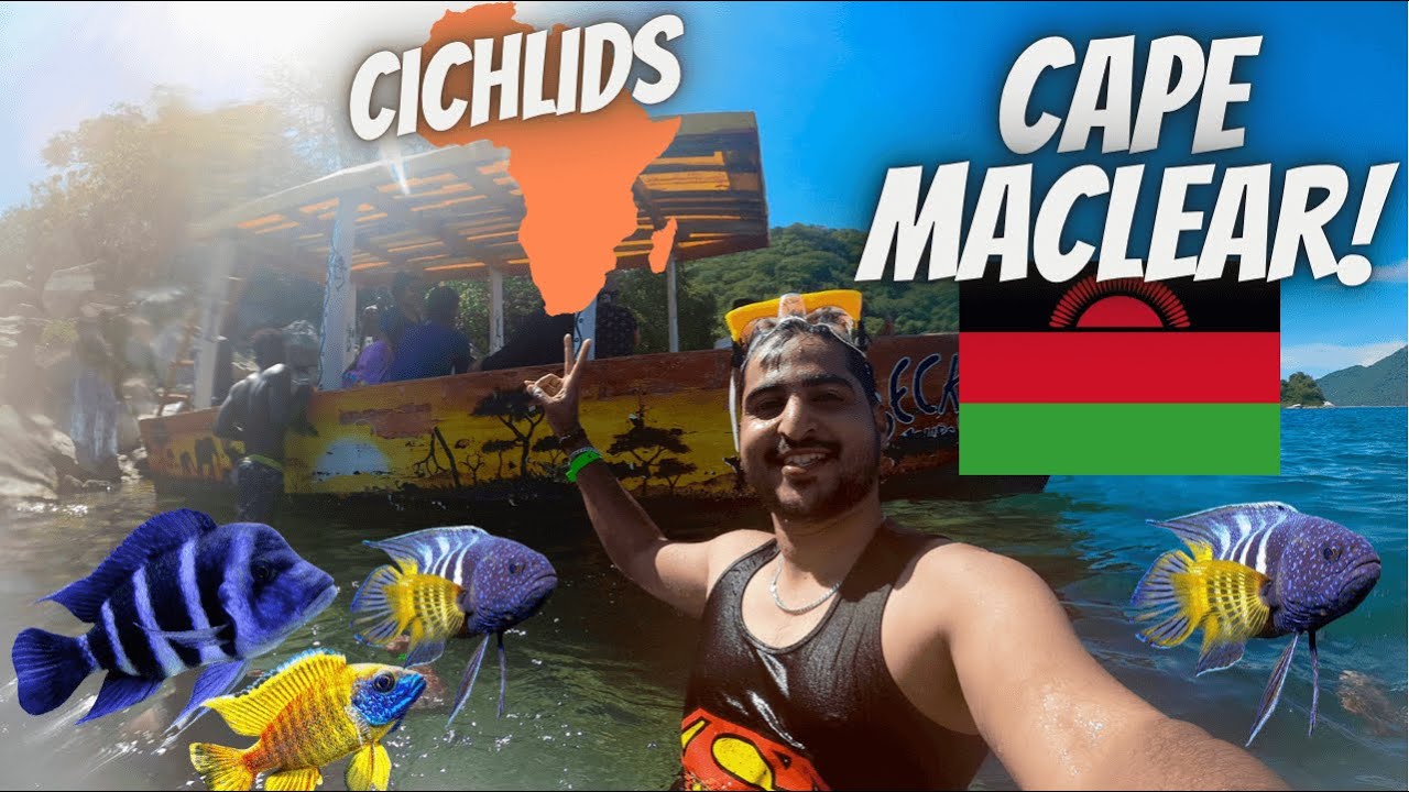 Cape Maclear, Heart of colourful cichlid fishes!