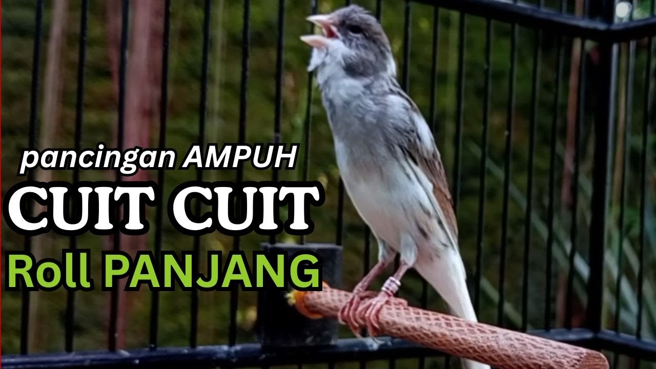 AMPUH! Suara Terapi Kenari Macet Bunyi - Cukup 15 Menit Langsung Nyaut & Ngeroll Panjang