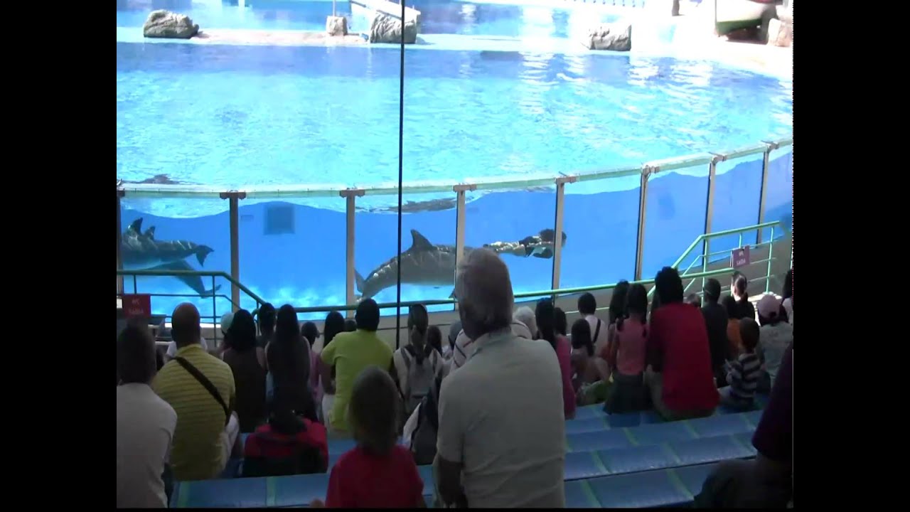 zoo-lisboa-golfinhos