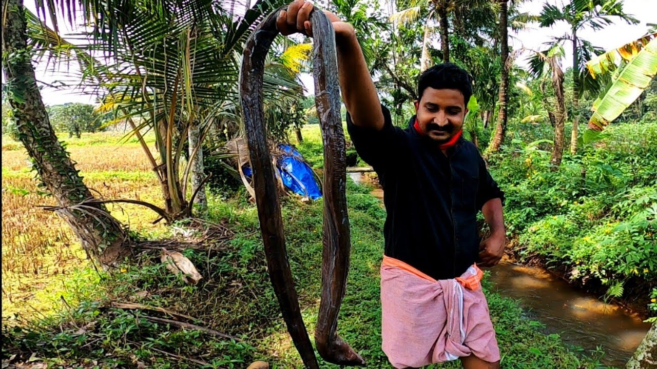 ചൂണ്ടയിൽ രാജവെമ്പാലയോ..😵കിട്ടിയ മീൻ കണ്ട് കിളി പോയി.. Fishing and Cooking