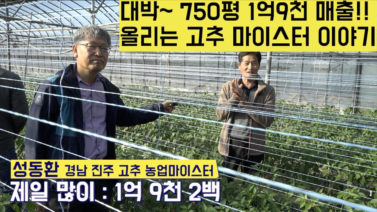 [한국농수산TV] 대박~ 750평에서 1억9천 매출 올리는 고추 마이스터 이야기~ 경남 진주