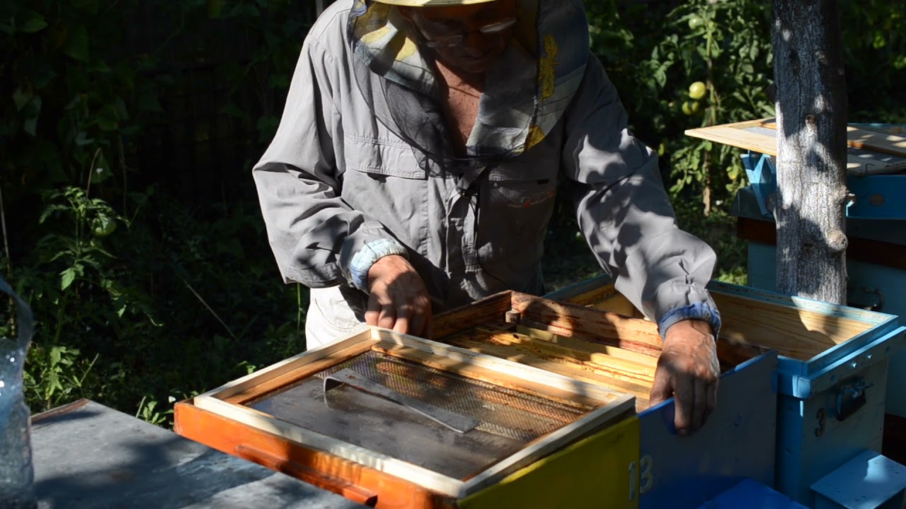 TRANSVAZAREA (unei familii de albine în stup nou)