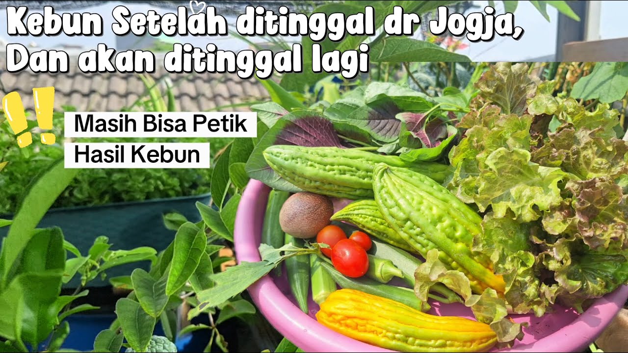 77. Masih Ada yg Bisa di Petik Setelah ditinggal dr Jogja, dan akan ditinggal Ke jogja Lgi ☘🌱👩‍🌾