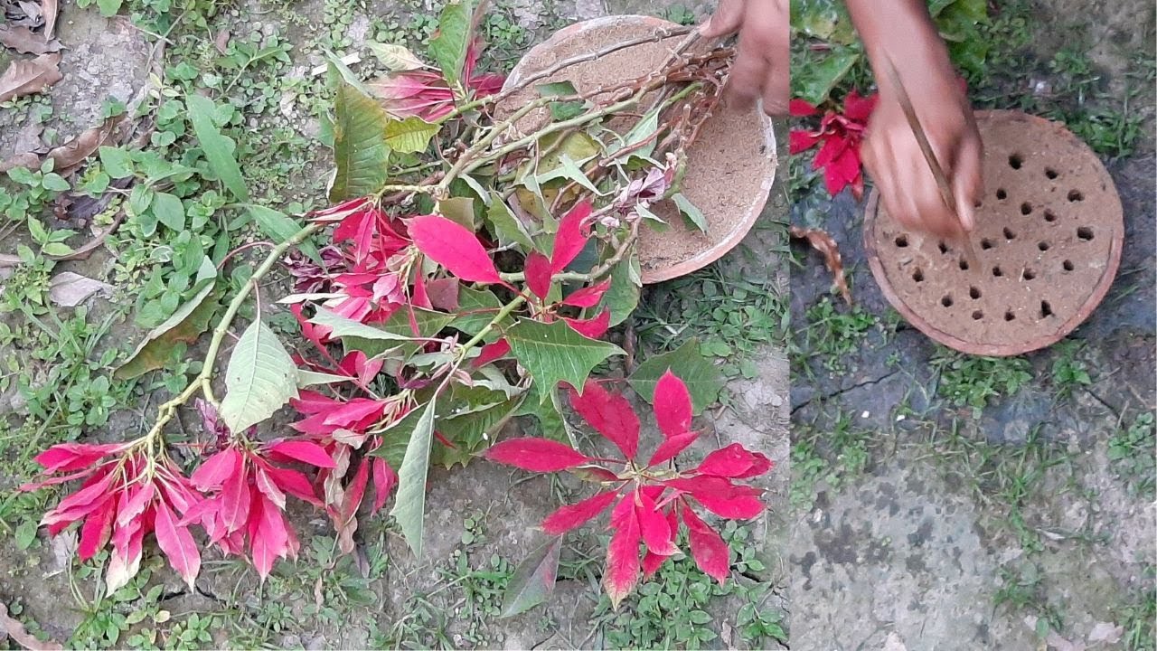 Grow Poinsettia from Cutting | Propagation of Poinsettia (Hindi)