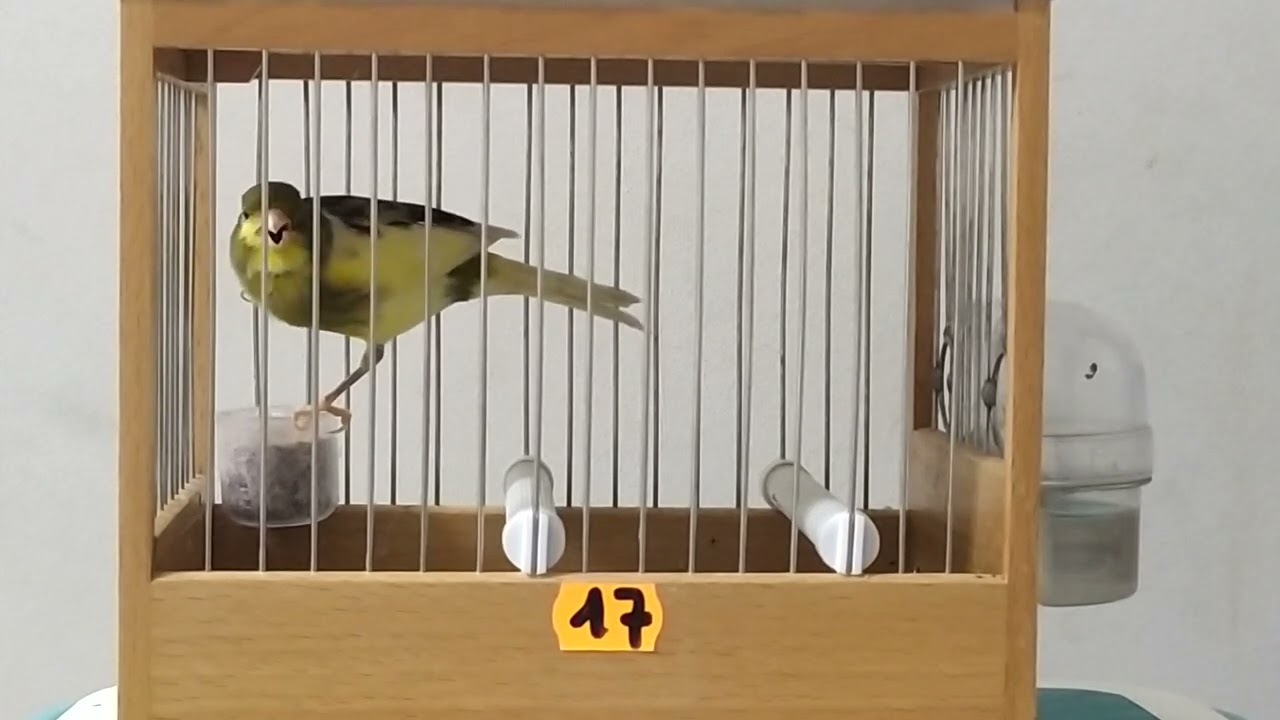 Timbrado Maestro 2022 (1)