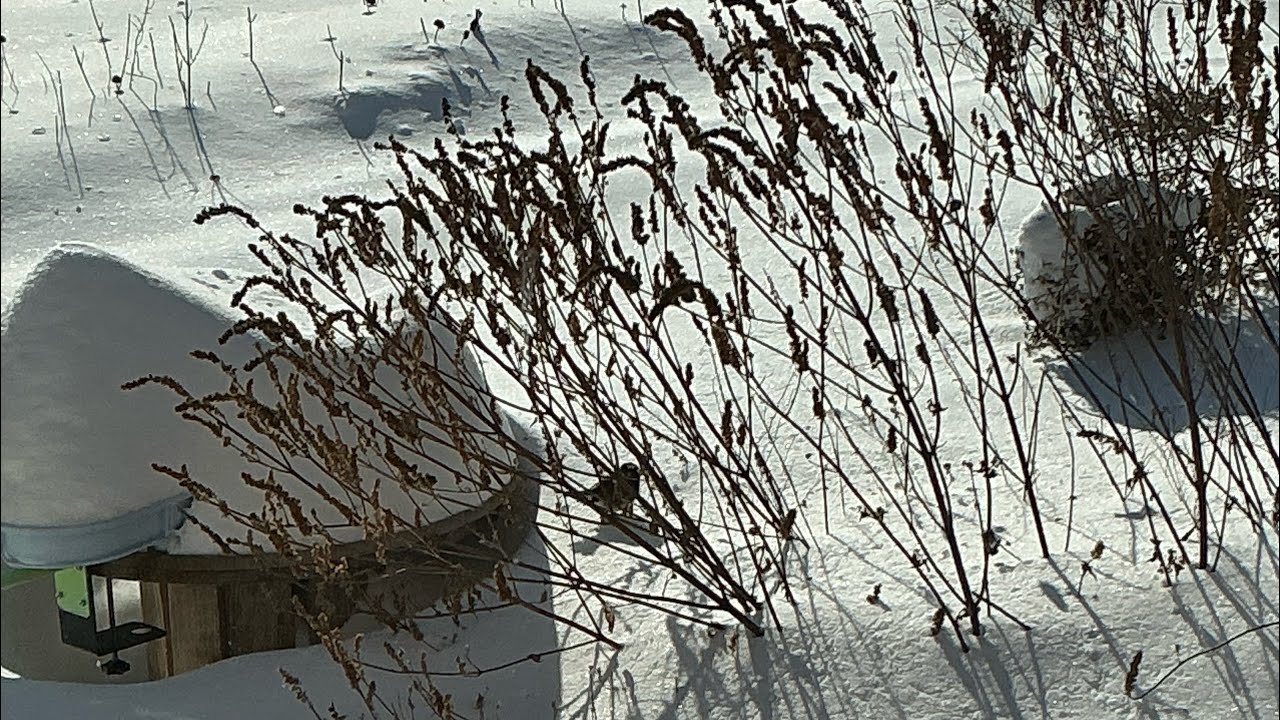 Native Plant Garden in Winter 