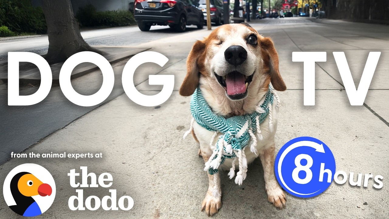 Dodo Dog TV 🐶 8+ Hours of Calming Chesapeake Bay Waves for Dogs With Separation Anxiety | The Dodo