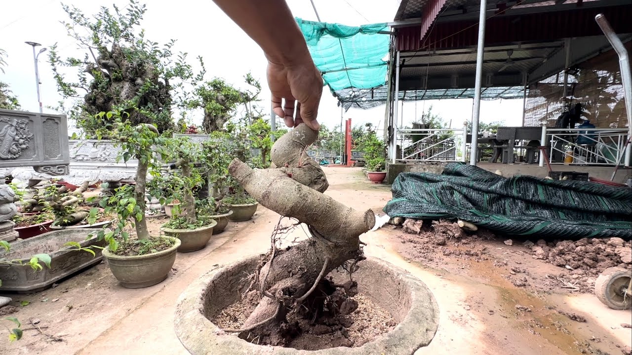 Tiếp tục xả hết lô sanh giá chỉ 3xx ngày 2/3/26