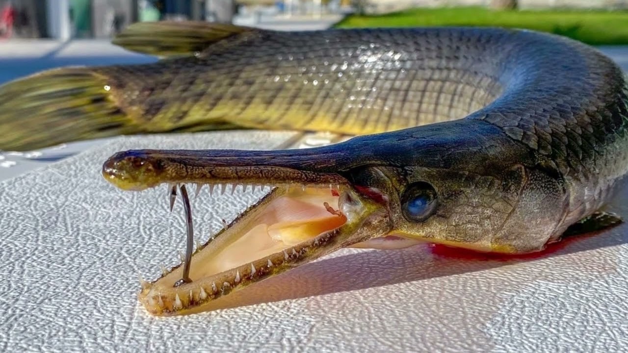 How big does a Florida gar get? Can you keep Florida gar? Where can you find Florida gar?