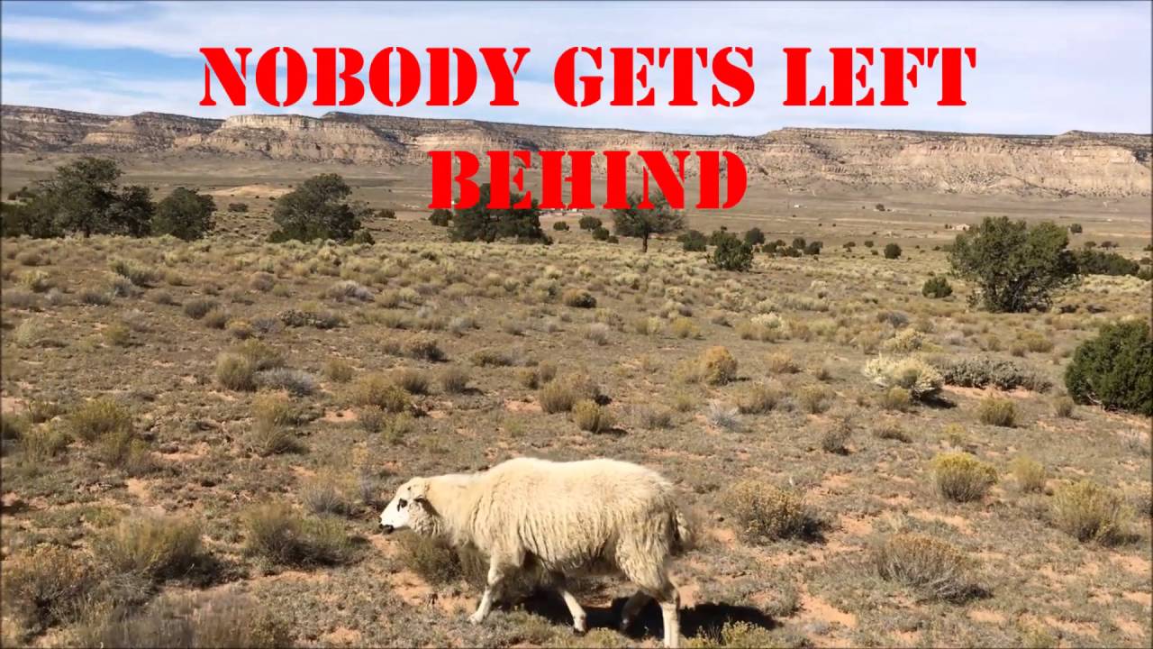 How to Herd Sheep