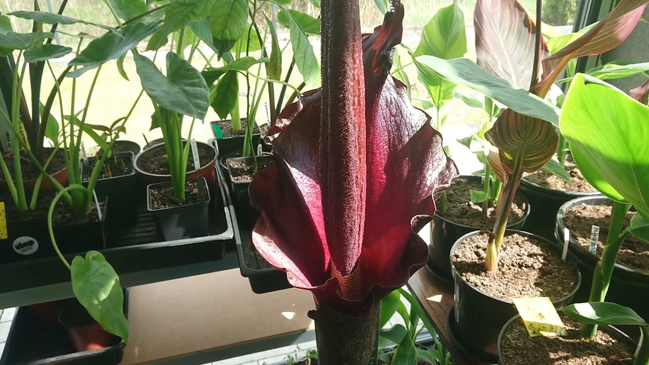 (62) Dziwidło rozwinęło kwiat 🌸 i bije rekordy wzrostu, dziś 183 cm  🌱 😁