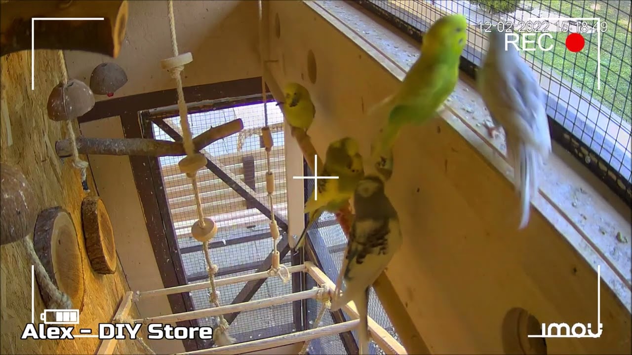 Andulky venkovní voliéra - Budgies fighting for nest - Budgies Aviary - IP CAM LIVE February 2022
