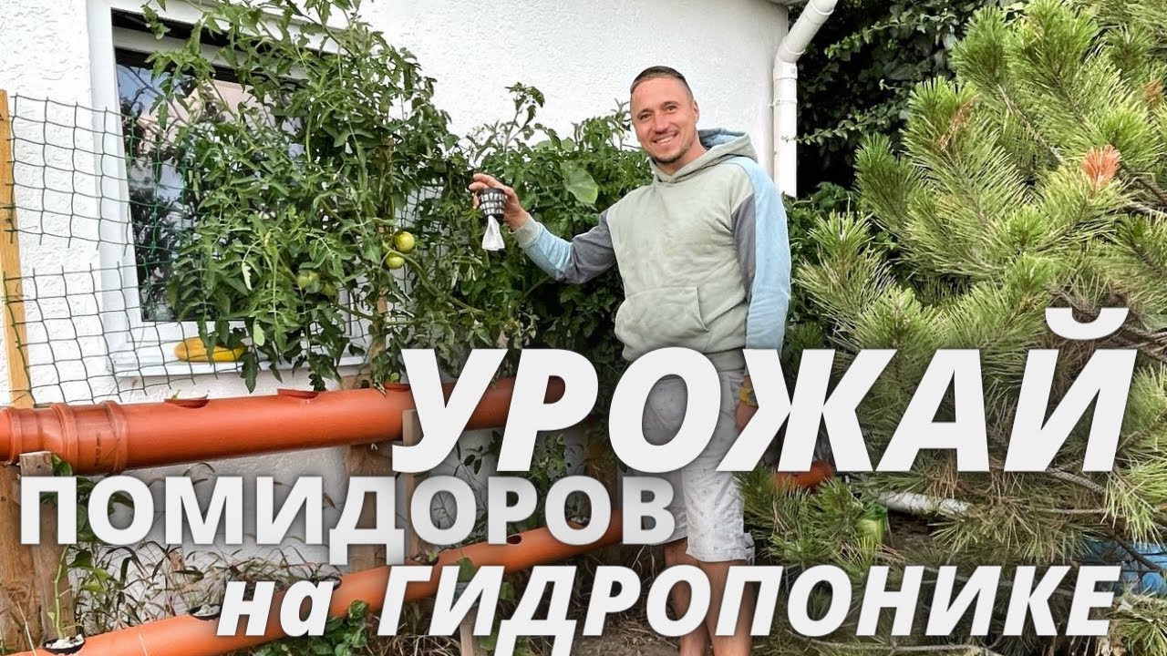 Гидропоника своими руками в трубах салат огурец помидор зелень гидропоника помидоры