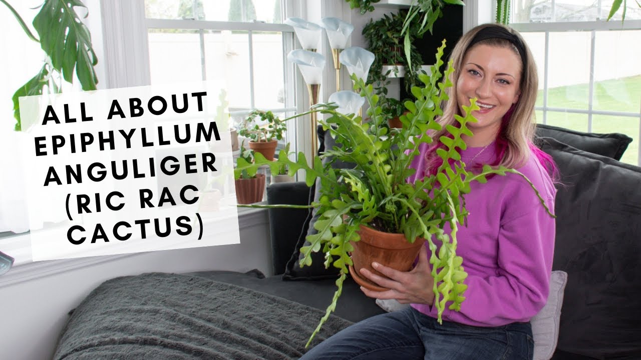 All about caring for the crazy Ric Rac cactus (aka Epiphyllum anguliger)